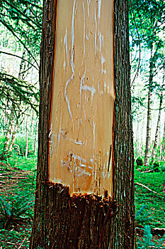 雪松,树皮,条纹,文化,树,不列颠哥伦比亚省,加拿大