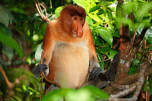 喙,猴子,雄性,坐,树,雨林,巴戈国家公园,沙捞越,婆罗洲,马来西亚,亚洲