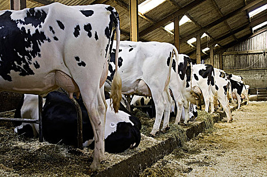 家牛,黑白花牛,弗里斯兰奶牛,母牛,乳业,牧群,脱落,兰开夏郡,英格兰,欧洲