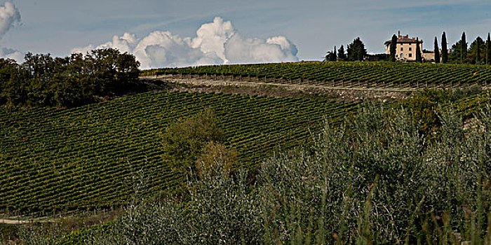 葡萄藤,葡萄园,房子,背景,托斯卡纳,意大利