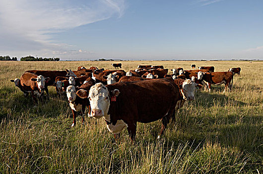 牧群,牛肉,牛,地点,艾伯塔省,加拿大