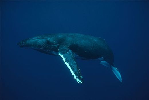 驼背鲸,大翅鲸属,鲸鱼,水下,肖像,科纳海岸,夏威夷