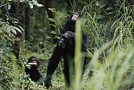 坦桑尼亚,黑猩猩,幼仔,冈贝河国家公园,大幅,尺寸