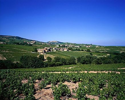 葡萄园,圣约瑟夫,酒用葡萄种植区,法国