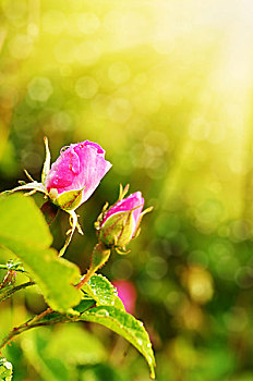 露珠,粉红玫瑰,花,上方,鲜明,绿色背景