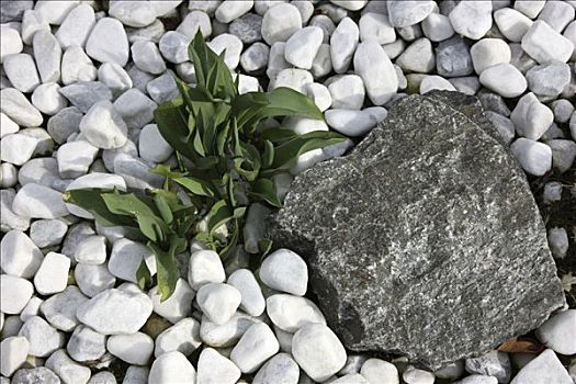 石头,花园,白色,鹅卵石,大,黑色,绿色植物