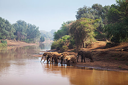 非洲象,牧群,河岸,克鲁格国家公园,林波波河,南非