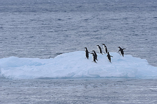 阿德利企鹅,冰山,布朗布拉夫,南极半岛,南极