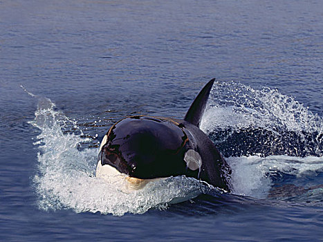 逆戟鲸,成年,跳跃,加拿大