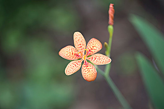 鸢尾花