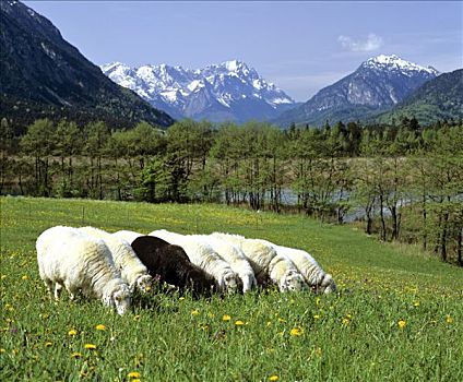 与众不同,绵羊,牧群,放牧,春天,山景,靠近,上巴伐利亚,巴伐利亚,德国,欧洲