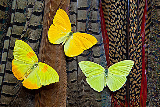 三个,黄色,硫磺,蝴蝶,尾部,羽毛,品种