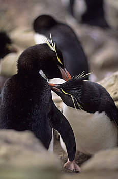 福克兰群岛,新,凤冠企鹅,一对,打扮