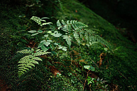 野草,地衣,生长,生动,森林