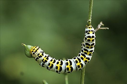 石蚕,芽,树林,玄参