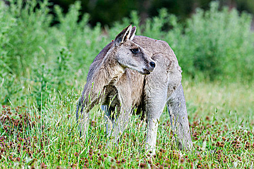 大灰袋鼠,灰袋鼠,澳大利亚