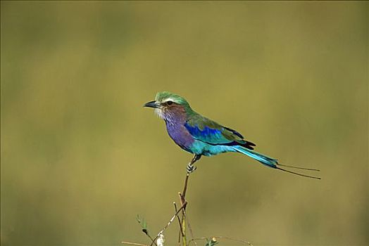 紫胸佛法僧鸟,紫胸佛法僧,成年,栖息,莫瑞米,野生动植物保护区,博茨瓦纳,非洲