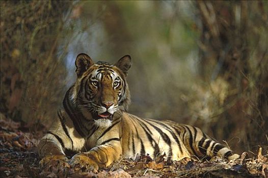 孟加拉虎,虎,幼兽,休息,班德哈维夫国家公园,印度