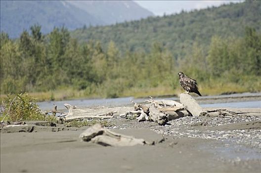幼兽,白头鹰,契凯特白头鹰保护区,海恩斯,阿拉斯加,美国