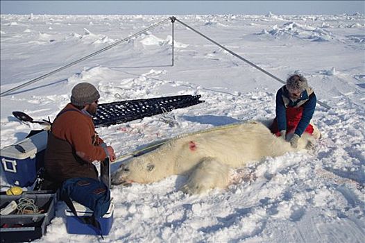 测量,北极熊,坚决,加拿大