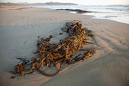 海藻,海草,海滩,环太平洋国家公园,靠近,不列颠哥伦比亚省,加拿大