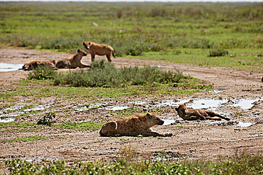 斑鬣狗,塞伦盖蒂,坦桑尼亚,非洲