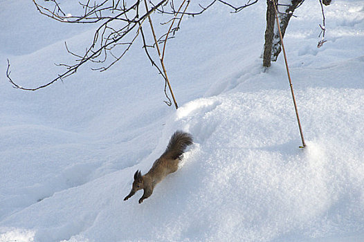 北海道松鼠,雪原