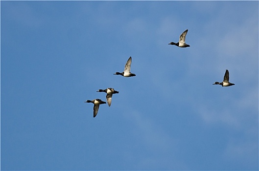 成群,环颈鸭,飞,蓝天
