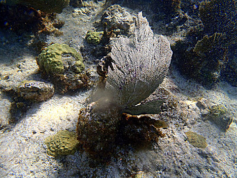 珊瑚,加勒比