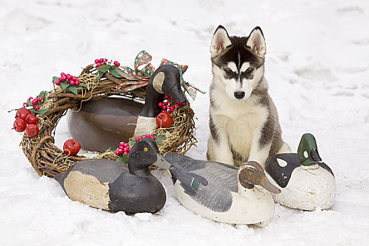 星期,老,西伯利亚,哈士奇犬,幼仔,坐,鸭子,鹅,诱鸟,圣诞花环,冬天,阿拉斯加