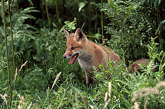 红狐,狐属,幼仔,灌木篱墙