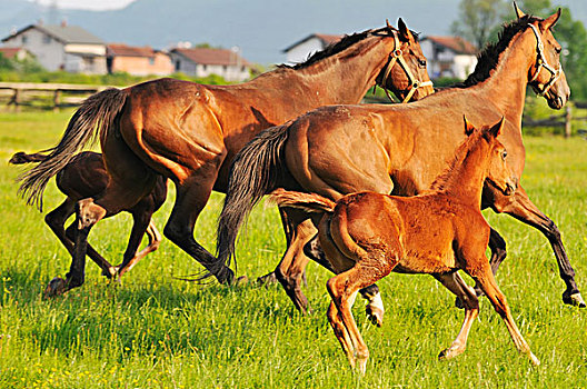 漂亮,马,自然,跑,家族