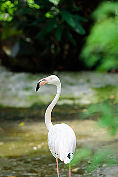 胡志明动物园的白鹤