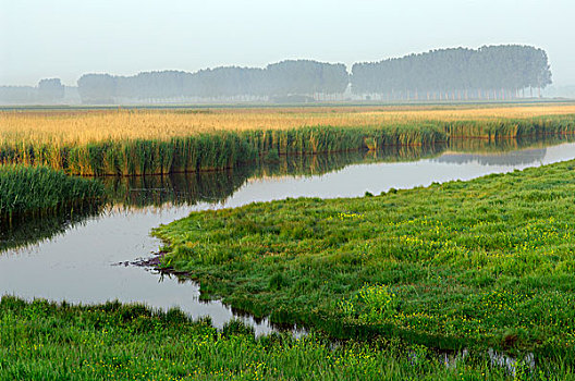 湿地,荷兰