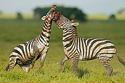 斑马,马,种马,争斗,塞伦盖蒂国家公园,坦桑尼亚