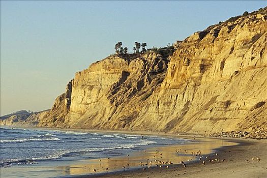 矶鹞,砂岩,石头,晚上,海滩,圣地亚哥,加利福尼亚,美国