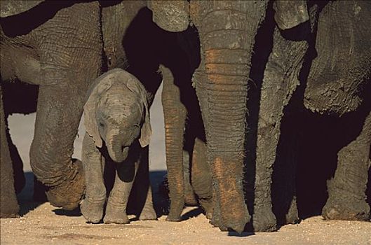 非洲象,幼兽,牧群,东开普省,南非