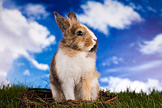 兔子,青草