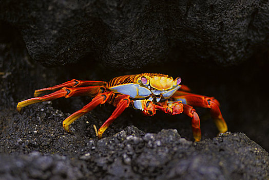 厄瓜多尔,加拉帕戈斯群岛,岛屿,螃蟹,方蟹