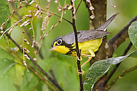 迁徙,加拿大,鸣禽,栖息,枝条,靠近,国家公园,东南部,厄瓜多尔