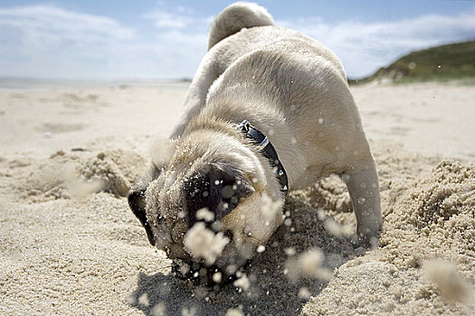 哈巴狗,小狗,玩,海滩,石荷州,德国