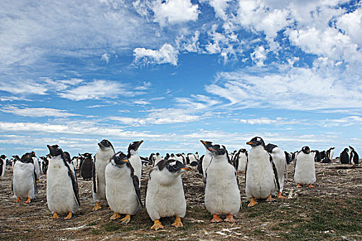 巴布亚企鹅,企鹅,岛屿,福克兰群岛,南美