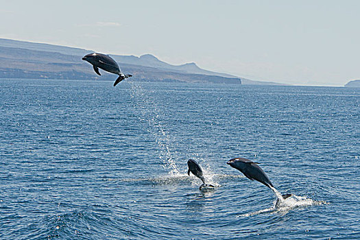 宽吻海豚,三个,跳跃,下加利福尼亚州,墨西哥