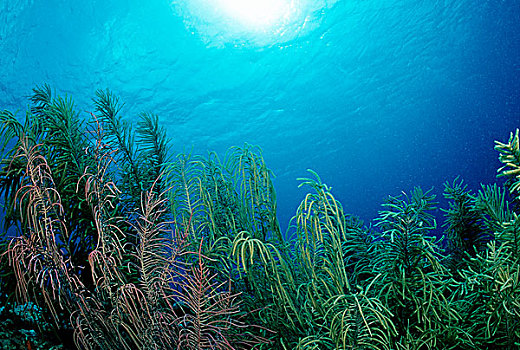 珊瑚礁,加勒比海,博奈尔岛