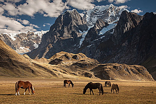家养马,马,牧群,放牧,大,靠近,湖,安第斯山,秘鲁