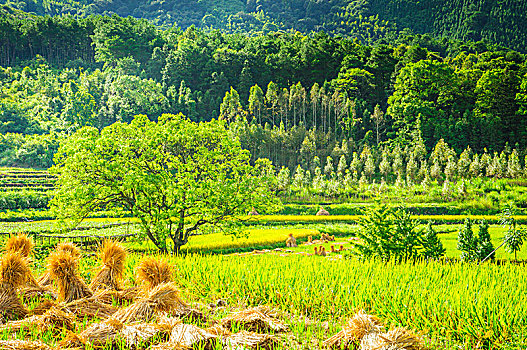 山岭秋色