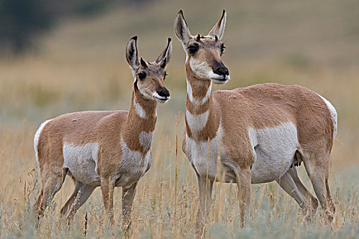 叉角羚,北美叉角羚,母鹿,东方,蒙大拿