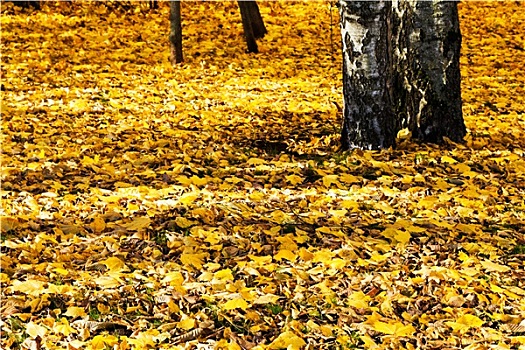 黄色,秋叶,桦树