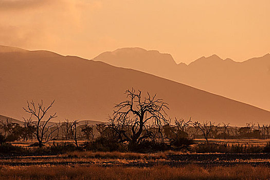 死,骆驼,刺,树,黎明,索苏维来地区,纳米布沙漠,纳米比诺克陆夫国家公园,纳米比亚,非洲