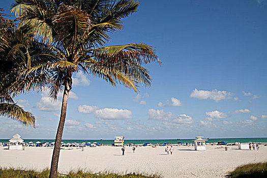 椰树,海滩,南海滩,迈阿密,佛罗里达,美国